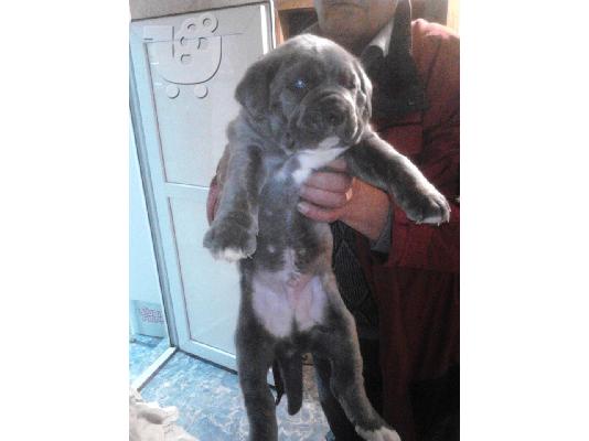 PoulaTo: CANE CORSO GRI
